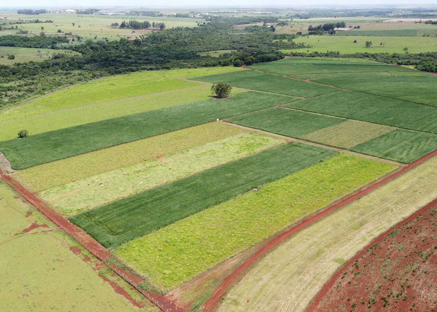 Produtividade da soja cresce 11,1% a cada avanço nos níveis de manejo do solo, comprova validação da Embrapa